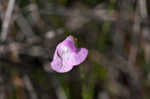 Jackson false foxglove